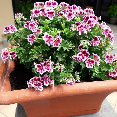 Sirena Bellaria-Igea Marina