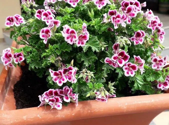 Sirena Bellaria-Igea Marina