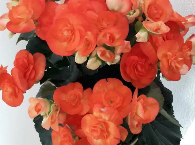 Hotel Sirena Bellaria-Igea Marina